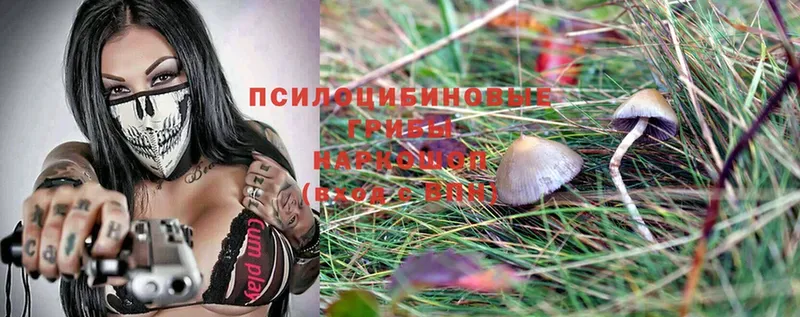 Псилоцибиновые грибы Psilocybine cubensis  Шатура 